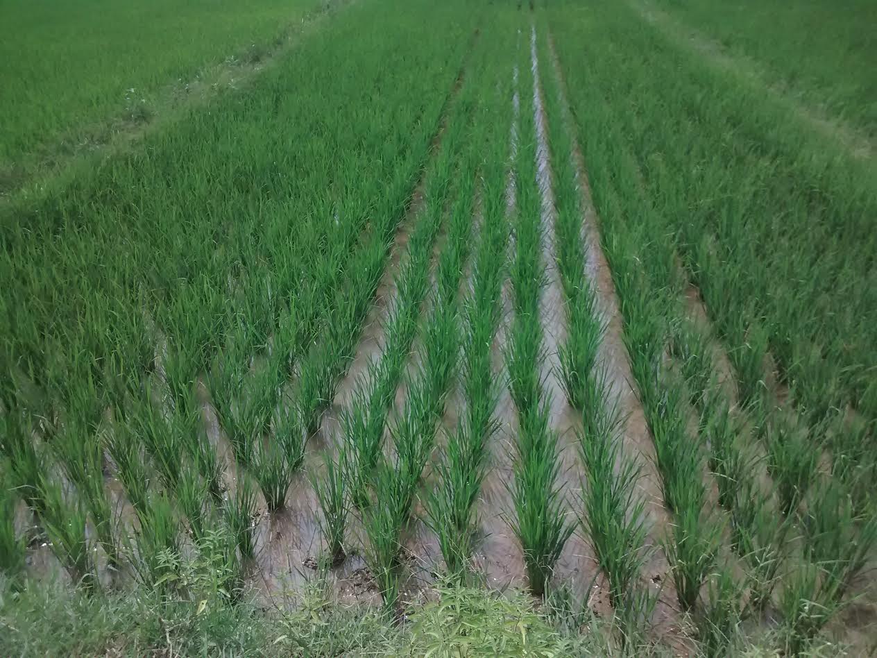 Grown paddy in the field.