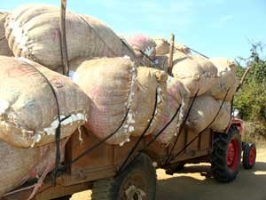 A tractor loaded with sacks of cotton ready for the market