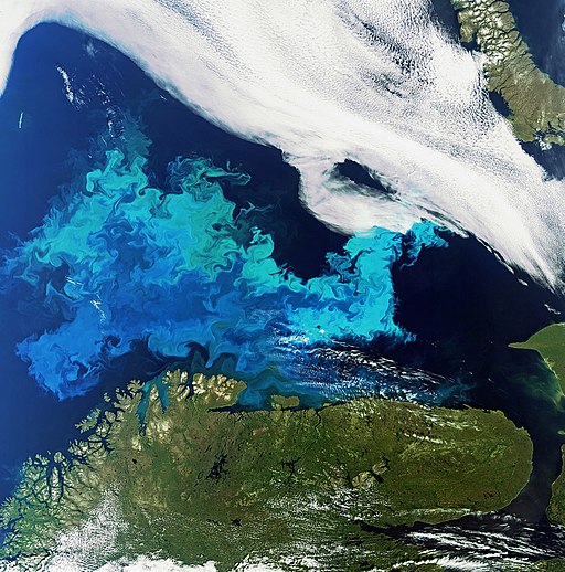 Phytoplankton bloom (Image Source: Envisat satellite, European Space Agency Via Wikimedia Commons)