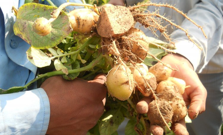 Studies have shown Delhi's fruits and vegetables contain high levels of pesticide residue. (Image: India Water Portal)