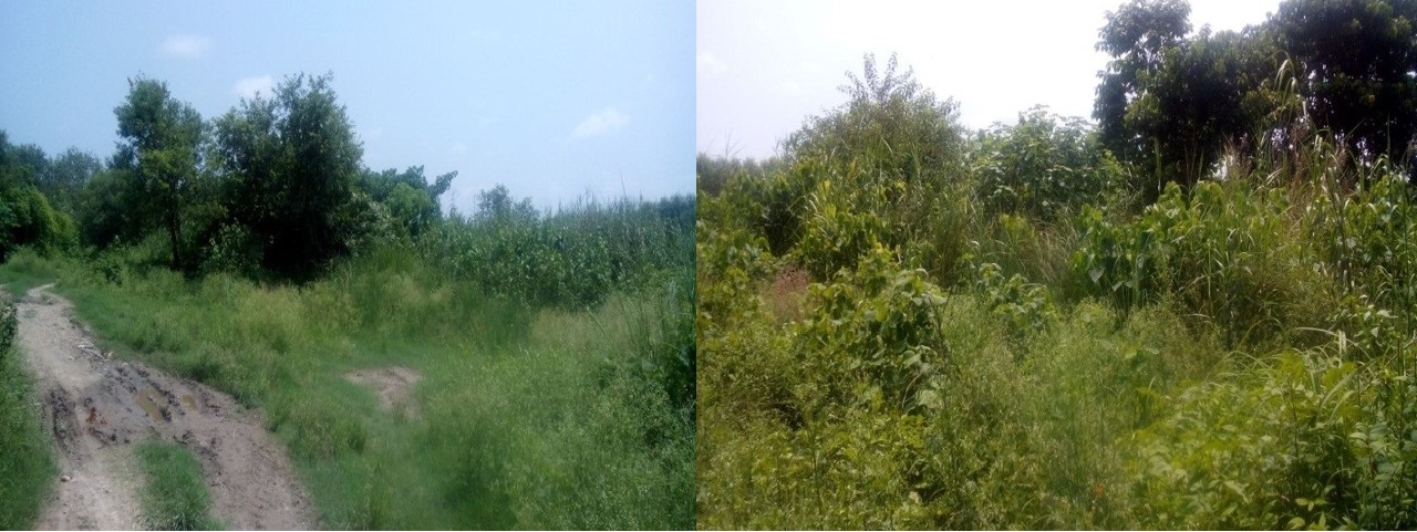 The picture shows the way to river Somb. Biodiversity restoration activities yield dense plants in the area. The plantations are still being monitored by the village communities for any illegal activities.
