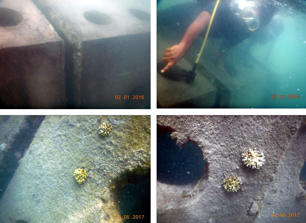 Artificial reefs. (Source: India Science Wire)