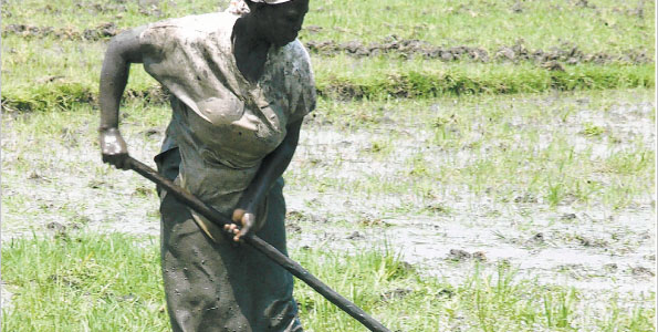 A farmer prepares land to grow rice through the paddy system in Nyando District. This method requires continuous flooding unlike the SRI, which only needs sufficiently moist soils or alternate wetting and drying, sharply reducing water use.