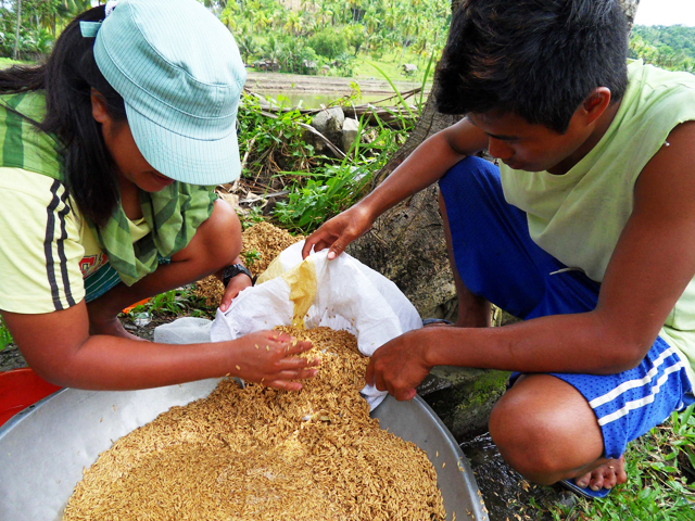 Gamai and Bani carefully select good seed using the egg-salt water method: mix salt with water and when the egg floats then the mixture is good. The seed is put into the container with salt water. The good seeds sink to the bottom and the bad ones float. RCF’s seed rating so far is 85% good