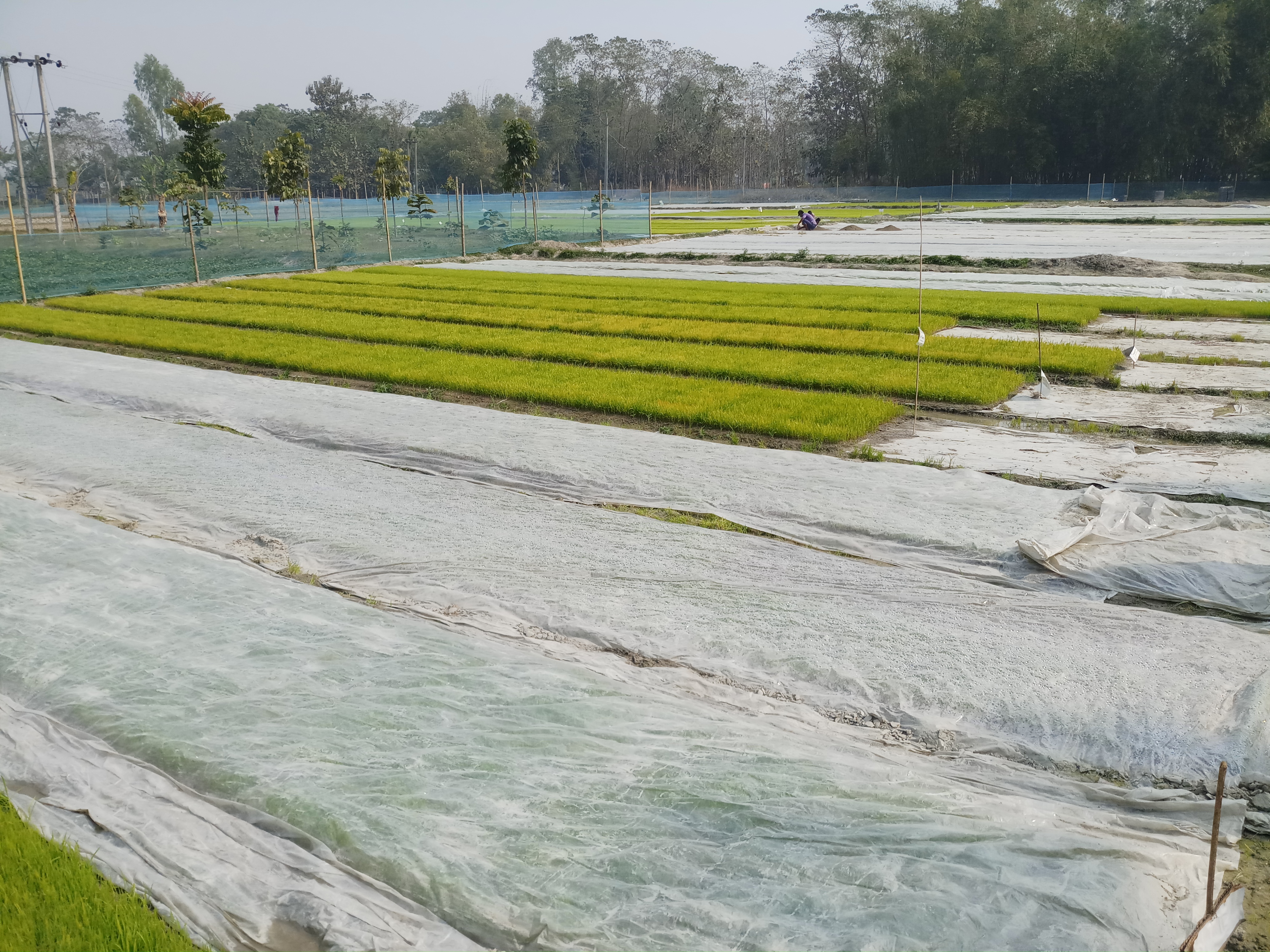 Seedlings get ready to be transported. (Photo by Gurvinder Singh)