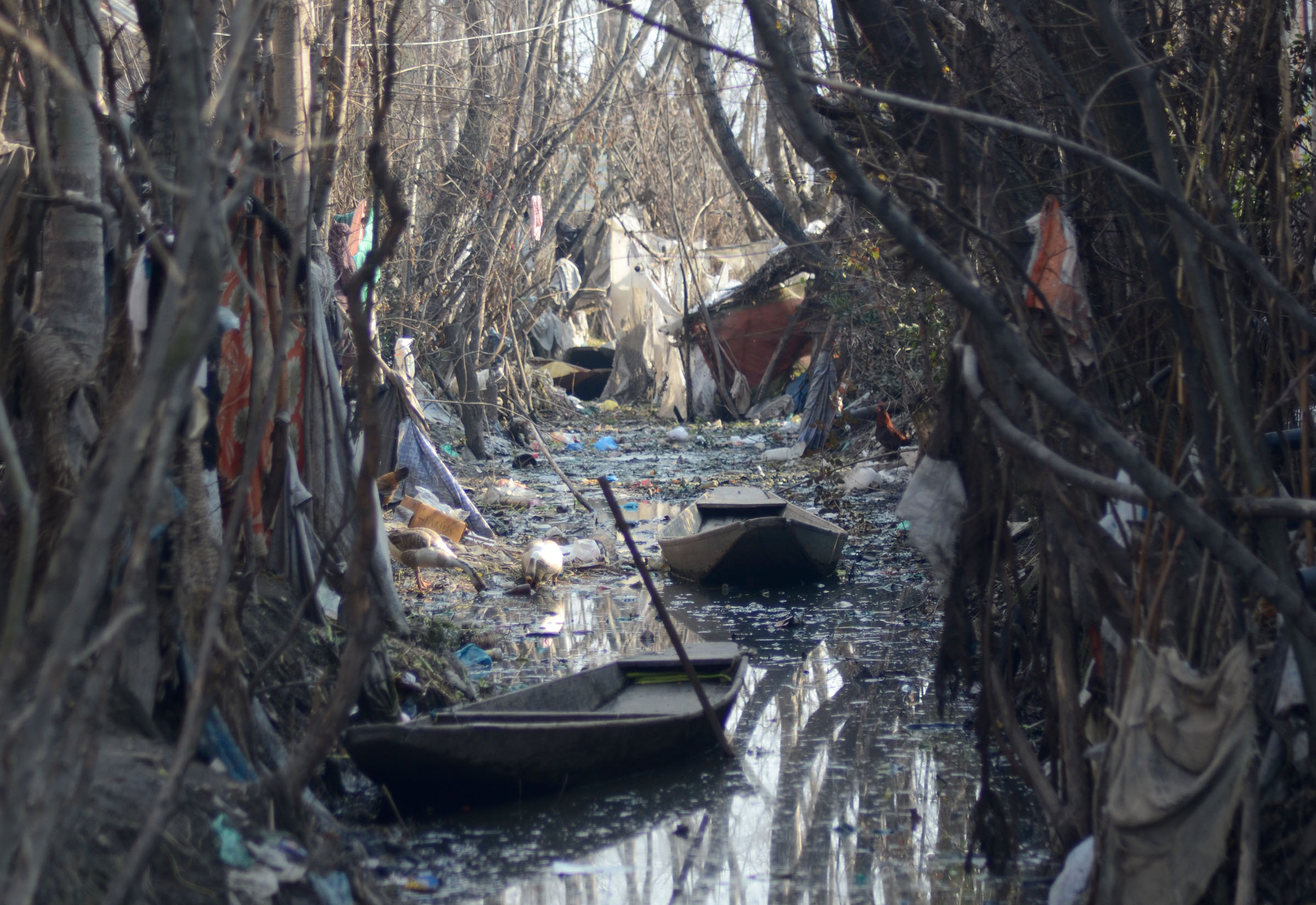 The highly polluted part of the lake. (Pic courtesy: Safeena Wani/101Reporters)