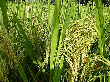 Close-up of a field of rice grown using SRI and exhibiting good grain development