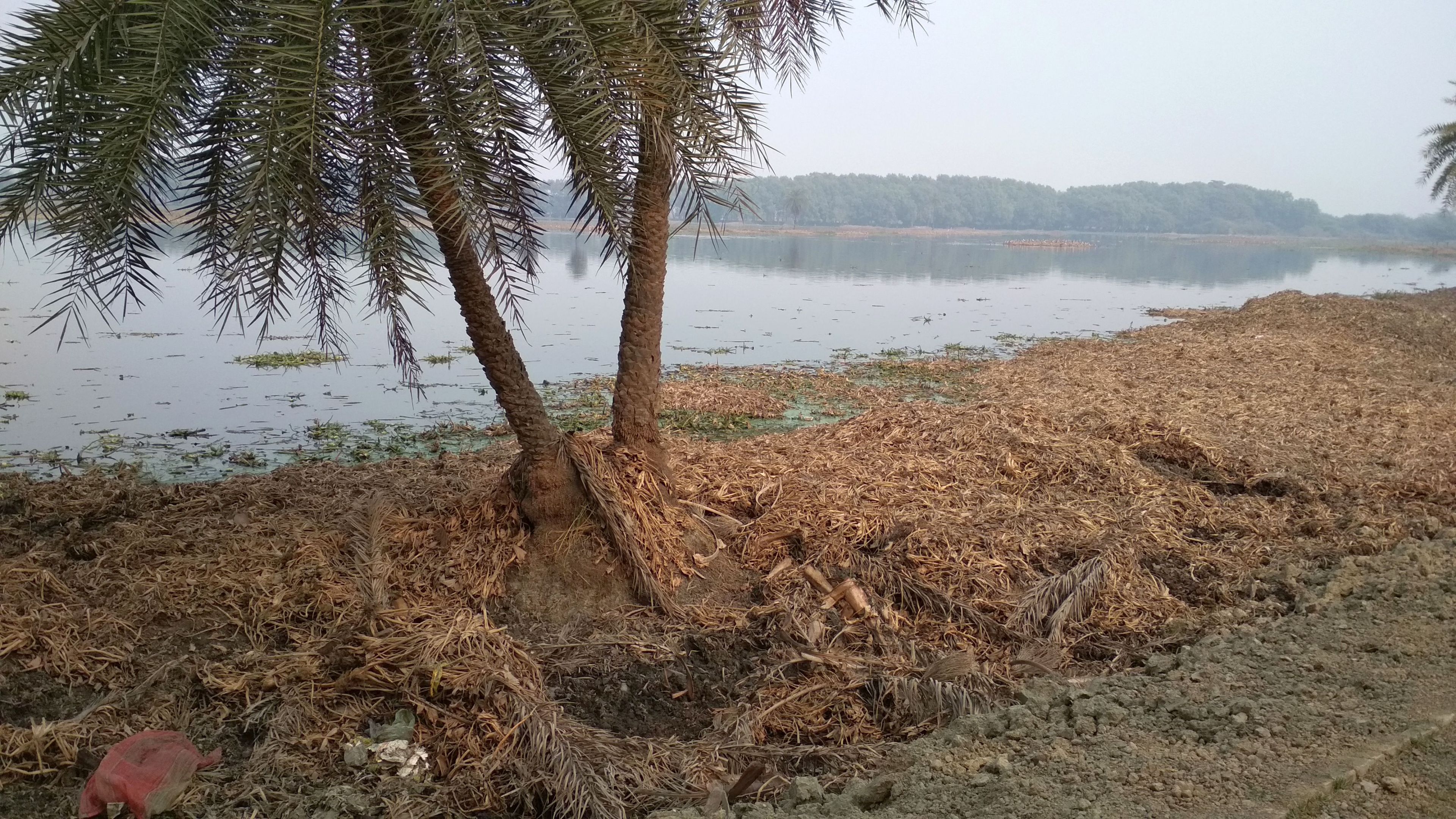The wetland is faced with pressures due to the rapidly urbanising areas nearby, especially various real estate projects. (Image: India Water Portal)