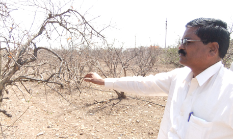 Anandrao Patil's 16-hectare orchard in Atpadi has withered as even borewells have gone dry
