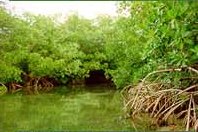 mangroves_crop.jpg