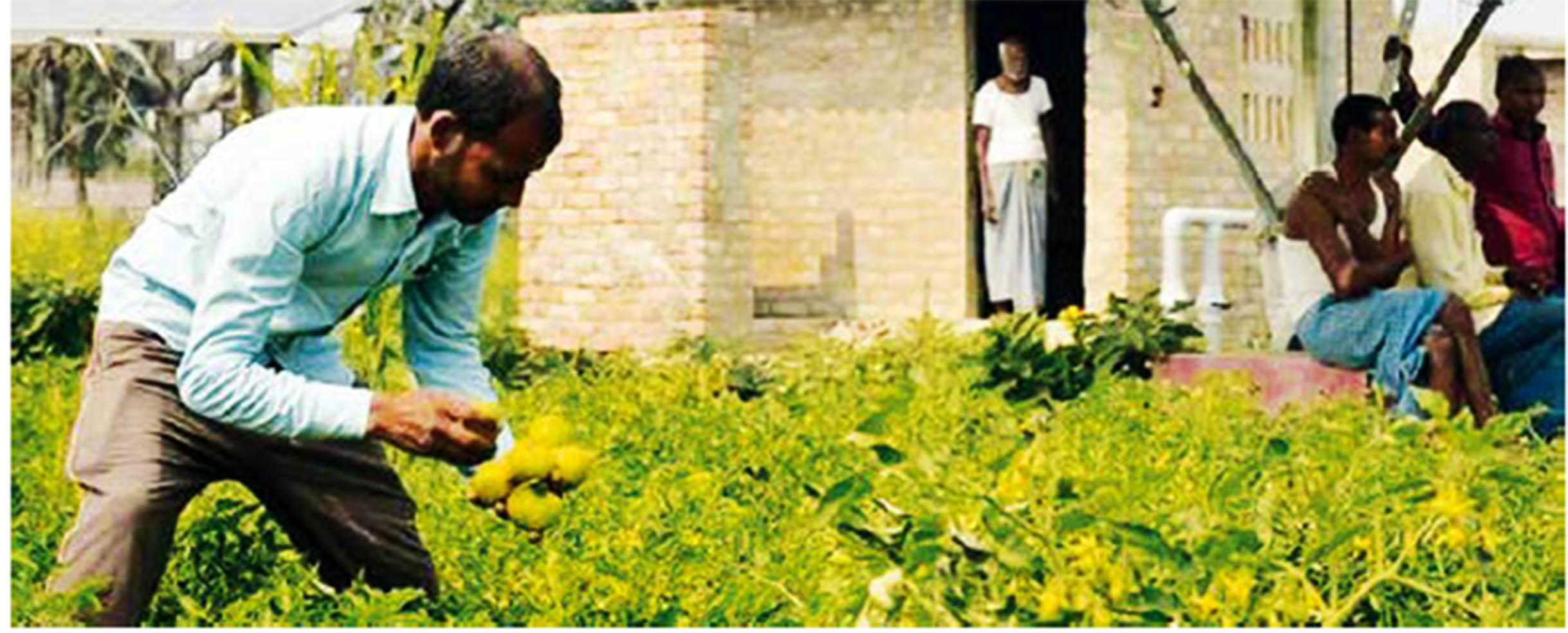 The average returns for vegetable cultivation in Chak Haji turns out to be Rs 79,179 per ha for one crop. (Image: AKRSP)
