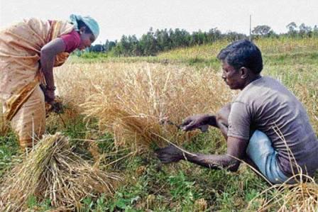 Role models farmer couple Radhamma and Krishnappa have grown paddy in a region where groundwater levels have depleted