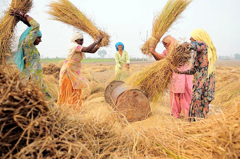 Women farmers in Punjab (Source: Wikimedia Commons)