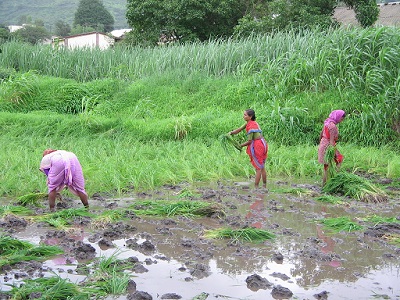Agricultural labourers planting paddy in Chikalgaon, Pune Source: Chicu 