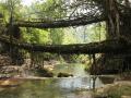 A living root bridge, a type of simple suspension bridge formed of living plant roots by tree shaping in village Nongriat, Meghalaya (Image: Wikimedia Commons)