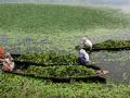 The survival of many fisher households living nearby is entirely dependent on Wular lake. (Image: Manju Rawat)