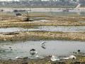 Receding Ganga river at Sangam (Image source: IWP Flickr photos)