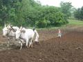 Nature based climate resilient livelihoods (Image Source: India Water Portal)