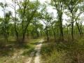 Forests help mainitain the ecological balance of Earth (Source: IWP Flickr photos)