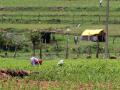 Agricultural activities in semi-arid region of Tamil Nadu (Source: IWP Flickr Photos))