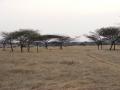 Savanna grasslands at Nannaj Bustard Sanctuary, Solapur, Maharashtra (Image Source: Raju Kasambe via Wikimedia Commons)