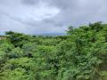 The Western ghats forests, under threat (Image Source: India Water Portal)