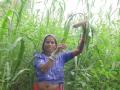 Smallholder farmers are pivotal to transforming the food systems (Image: Mahila Jagat Lihaaz Samiti)