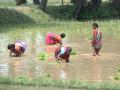 Devastated onion farm during floods in Bihar, 2016. (Image: Dakshina Murthy/IWMI)