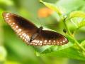 Common Indian crow butterfly (Image: Abhilash A K Abhialeena)