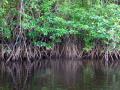 Mangrove ecosystem (Image: Sigit Deni Sasmito/CIFOR)