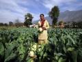 Crop diversification to cope with climate shocks in Himachal Pradesh (Image Source: Wikimedia Commons)