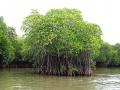 Mangrove forest at Pichavaram, Tamil Nadu (Image Source: Shankaran Murugan via Wikimedia Commons, CC BY-SA 3.0)