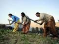 Women farmers at work in their vegetable plots near Kullu (Image: Neil Palmer (CIAT)/Wikimedia Commons)