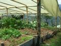 Organic farming creates harmonious balance between crop production and animal husbandry and facilitates alignment of life with natural ecosystems and cycles. (Image: Katharina Low/SuSanA Secretariat)