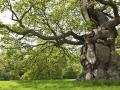 एक जिंदगी वृक्षों के नाम प्रकृति सहचरी वंगारी मथाई,Pc-one earth