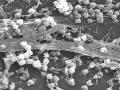 जल प्रदूषण की पर्यावरणीय सफाई में बायोफिल्म बनाने वाले बैक्टीरिया की भूमिका,Pc-hmoob