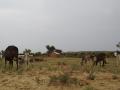 Cattle eat grass in Rajasthan (Image Source: Raju Jangid via Wikimedia Commons)