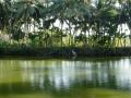 Temple pond in Kerala (Image: Sreekanth V, Wikimedia Commons)