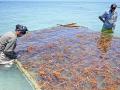 समुद्री शैवाल की खेती,Pc-Forbes india