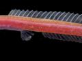 Image Source: By Rajeev Raghavan, Remya L. Sundar, C.P. Arjun, Ralf Britz, Neelesh Dahanukar - Evolution in the dark: Unexpected genetic diversity and morphological stasis in the blind, aquifer-dwelling catfish Horaglanis, CC BY 4.0, https://commons.wikimedia.org/w/index.php?curid=128832101. Link to image: https://commons.wikimedia.org/wiki/Category:Horaglanis#/media/File:Horaglanis_populi_live.jpg