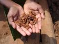 Dried mahua flowers (Image Source: Pankaj Oudhia via Wikimedia Commons)