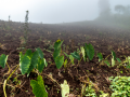 मृदा उर्वरता संबंधी बाधाएं एवं उनका प्रबंधन,फोटो क्रेडिट:- IWP Flicker