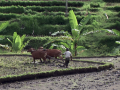 वर्षा आधारित कृषि की भारतीय अर्थव्यवस्था में भूमिका,फोटो क्रेडिट--IWP Flicker