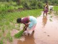 Working for long hours in collected waters can increase the risk of leptospirosis (Image Source: India Water Portal)