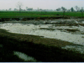 दक्षिण-पश्चिमी पंजाब में लवणीकरण एक गंभीर समस्या,Pc-जल चेतना 