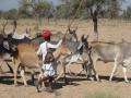 Adapting migratory pastoralists to climate change in India (Image: CGIAR; CC BY-NC-ND 2.0)