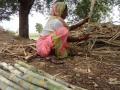 Sugarcane, the water thirsty crop of Marathwada (Image Source: Azhar Feder, Wikimedia Commons-CC-BY-SA-3.0)