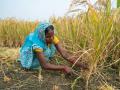 Flood tolerant rice variety (Image: IWMI; Flickr Commons)