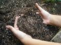 Soil quality, crucial for human health (Image Source: M Tullottes via Wikimedia Commons)