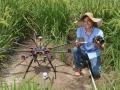 The use of drones for monitoring rice crops (Image: CIAT/NeilPalmer)